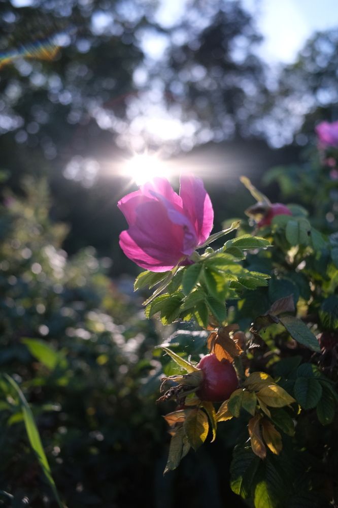 Photograph by Anastasia Vladimirovna