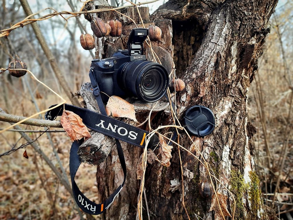 Лес и камера едины.