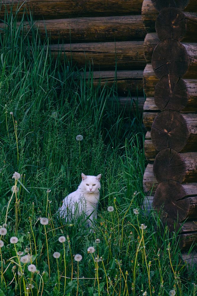 Кот учёный