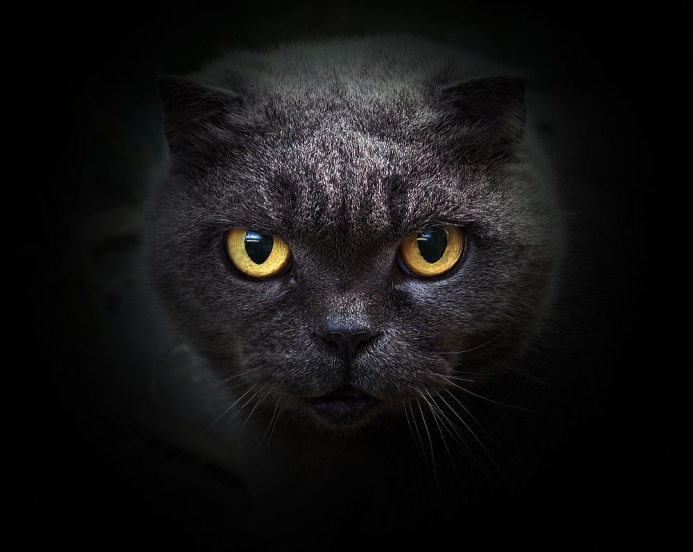 Фотография автора Сергей Гречихин