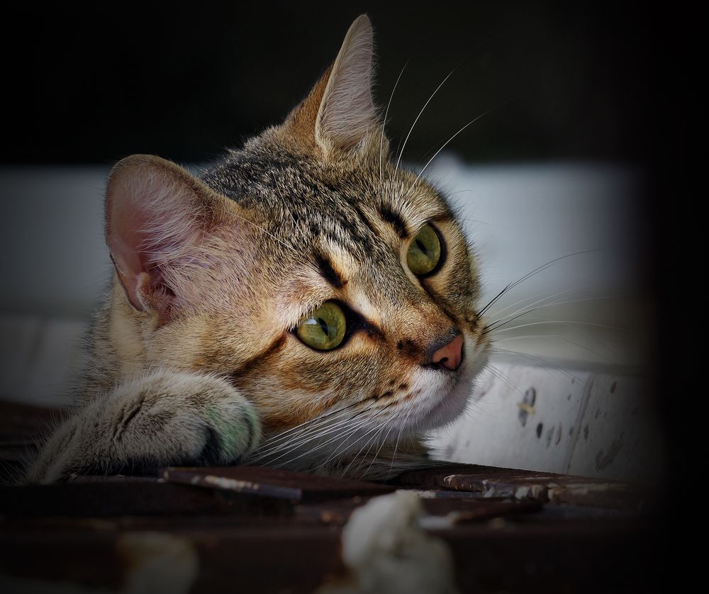 Фотография автора Сергей Гречихин