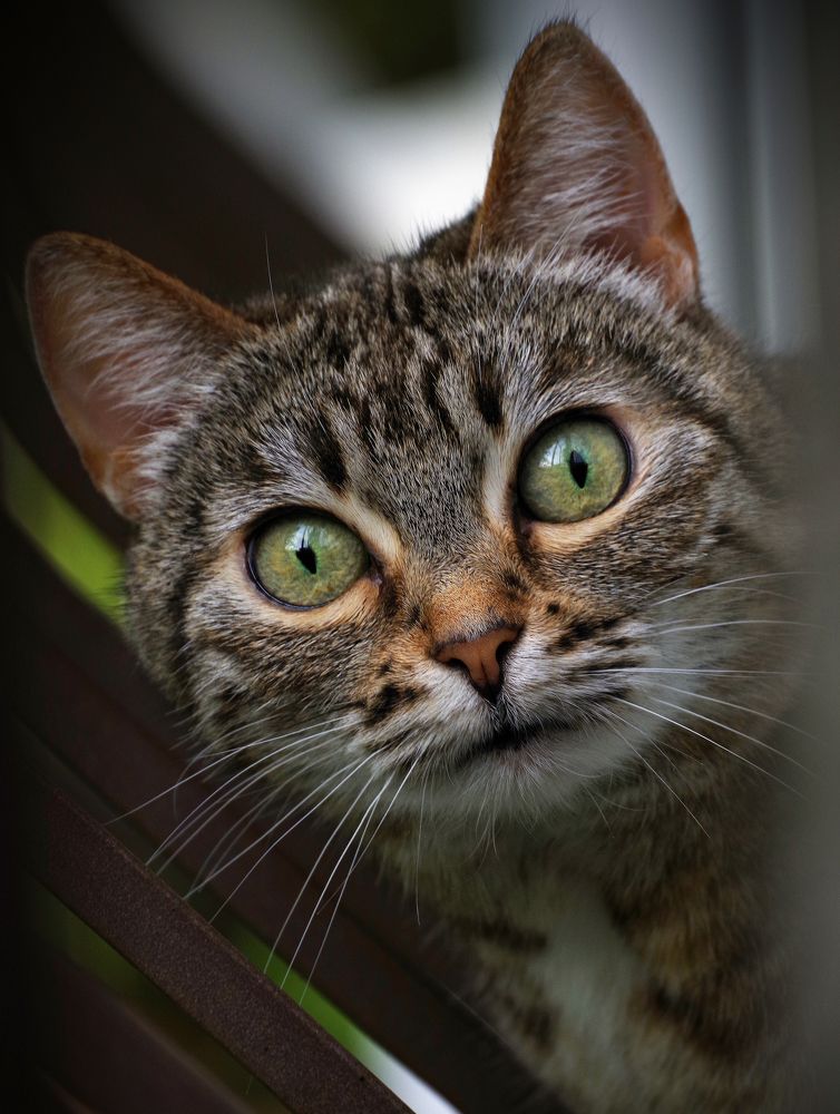 Фотография автора Сергей Гречихин