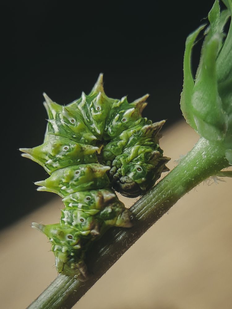 Photograph by Анна Чичилова