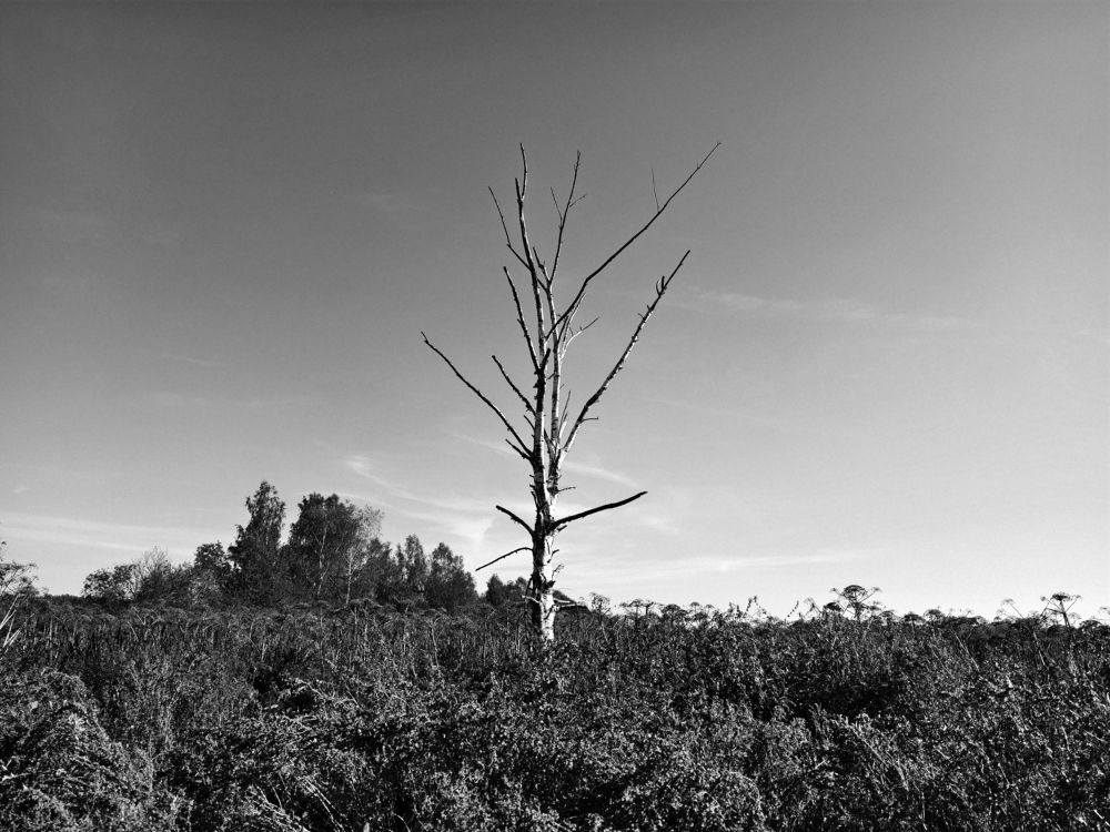 Photograph by Всеволод