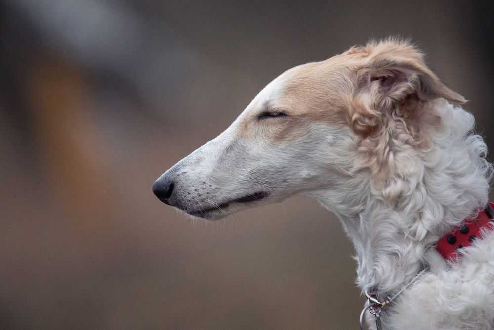 Photograph by наталья залогина