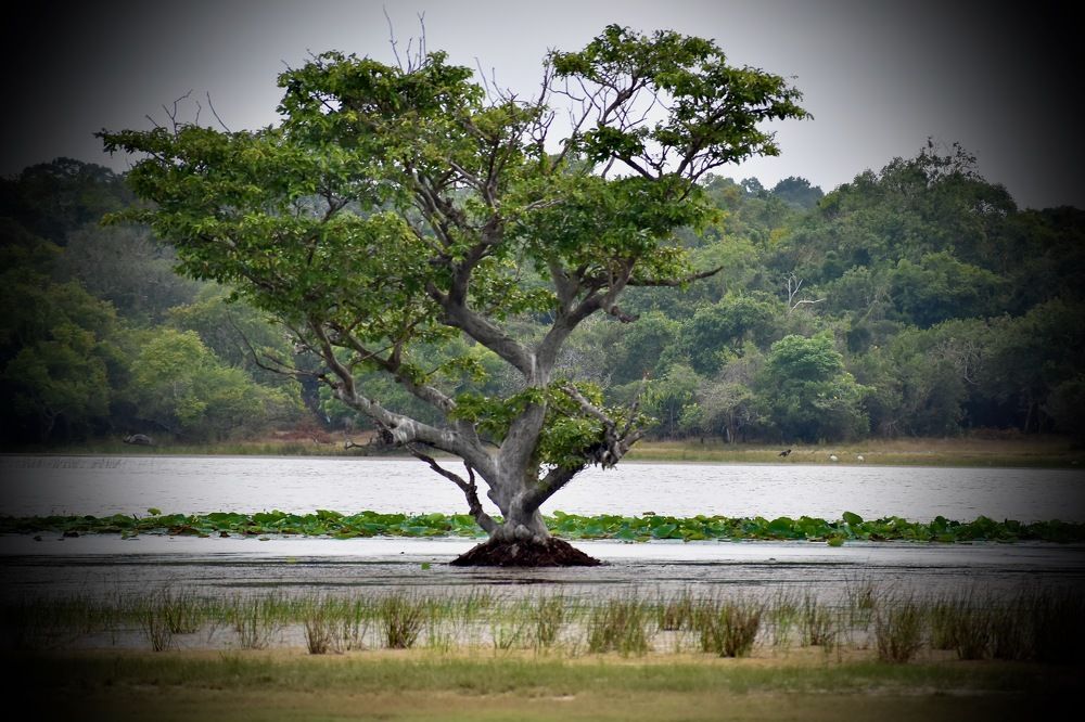 Photograph by Bimali Fernando