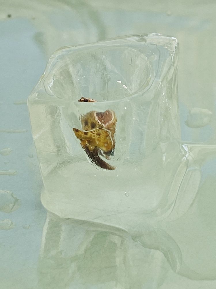 Фотография автора Olga Alekseeva