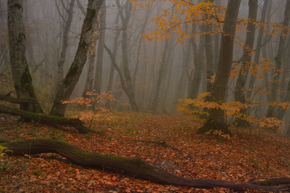 Туманное утро