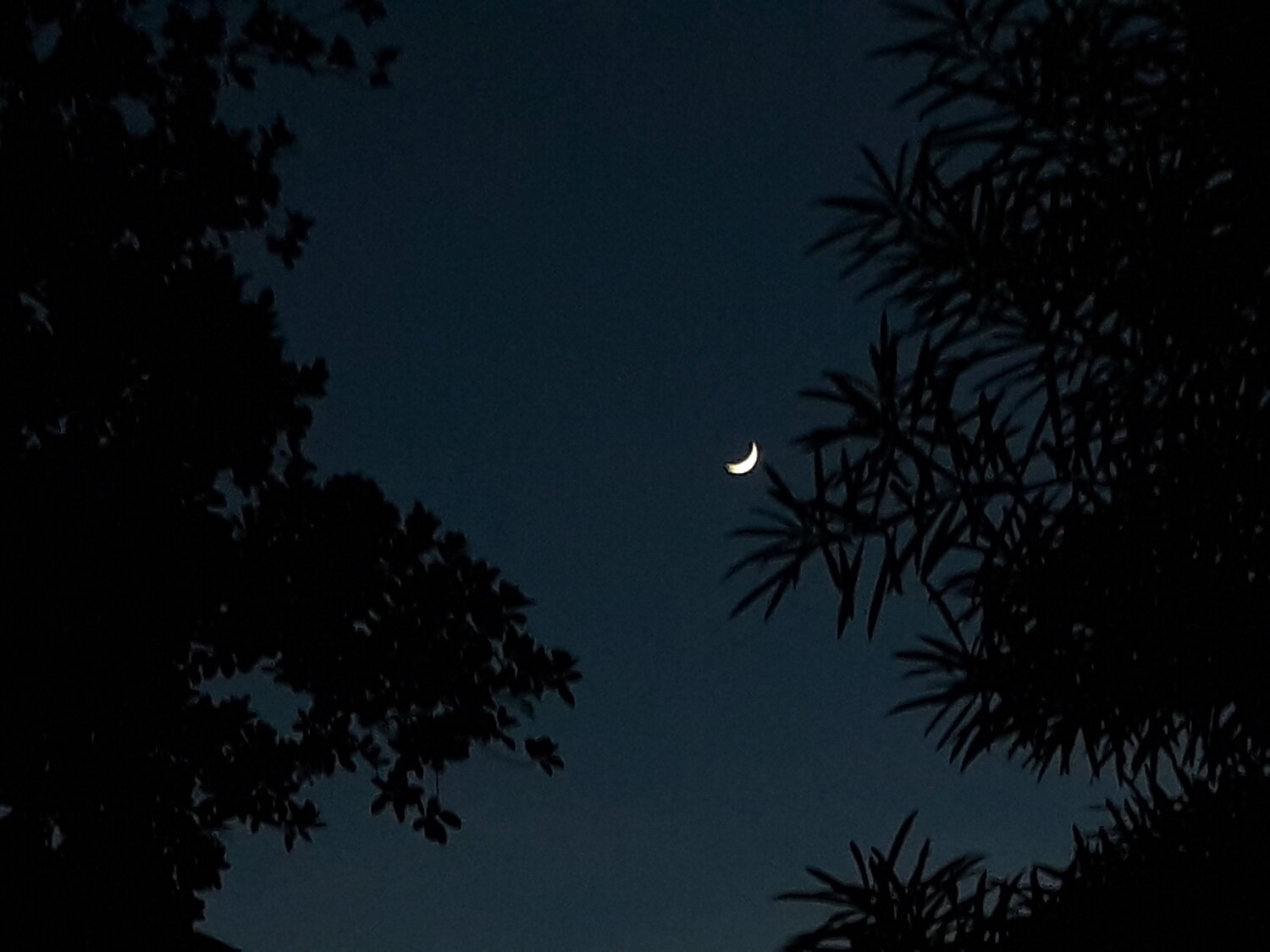 The moon as the flower