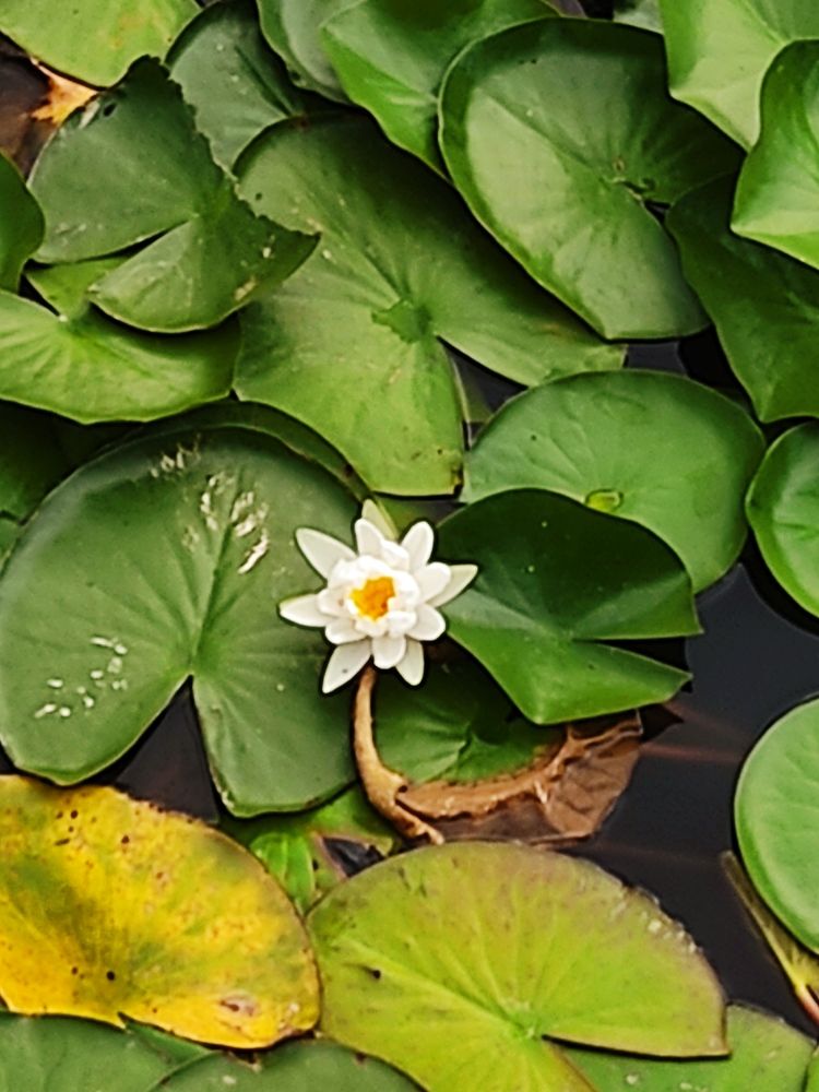 Одинокая Лилия.