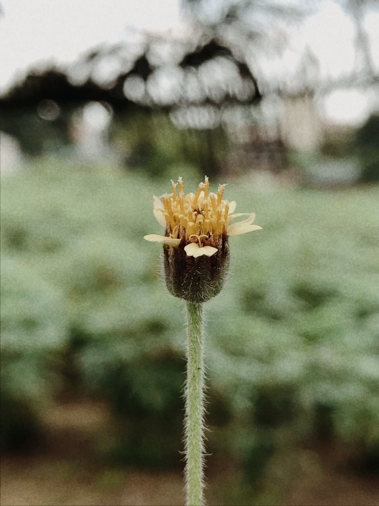 Photograph by Sr. Ma. Jenny Mhy-sy Yasa