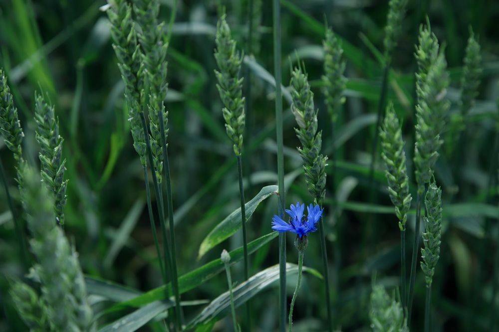 Photograph by Елена Змейкова