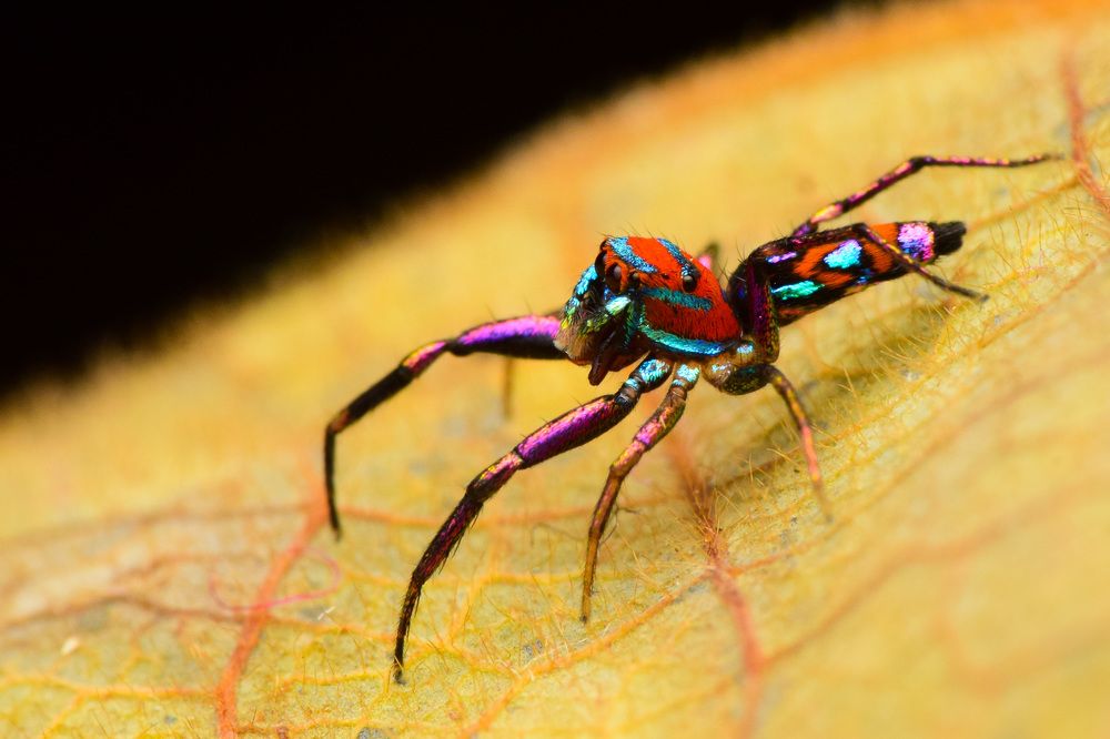 Photograph by Ajith Padiyar