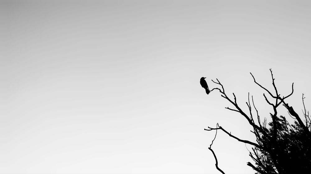 Photograph by Amir Hosein Shokrabadi