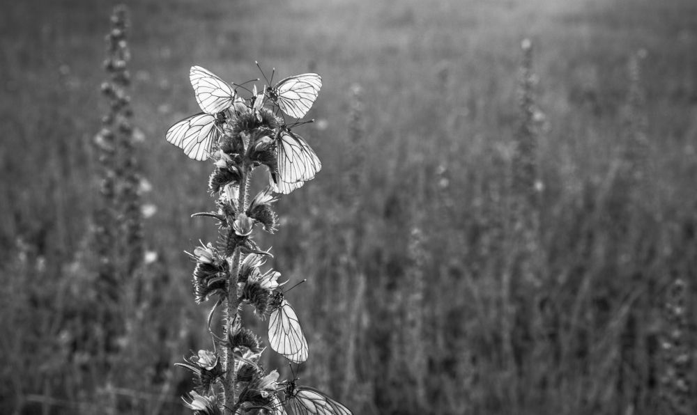 Photograph by Света Назарова