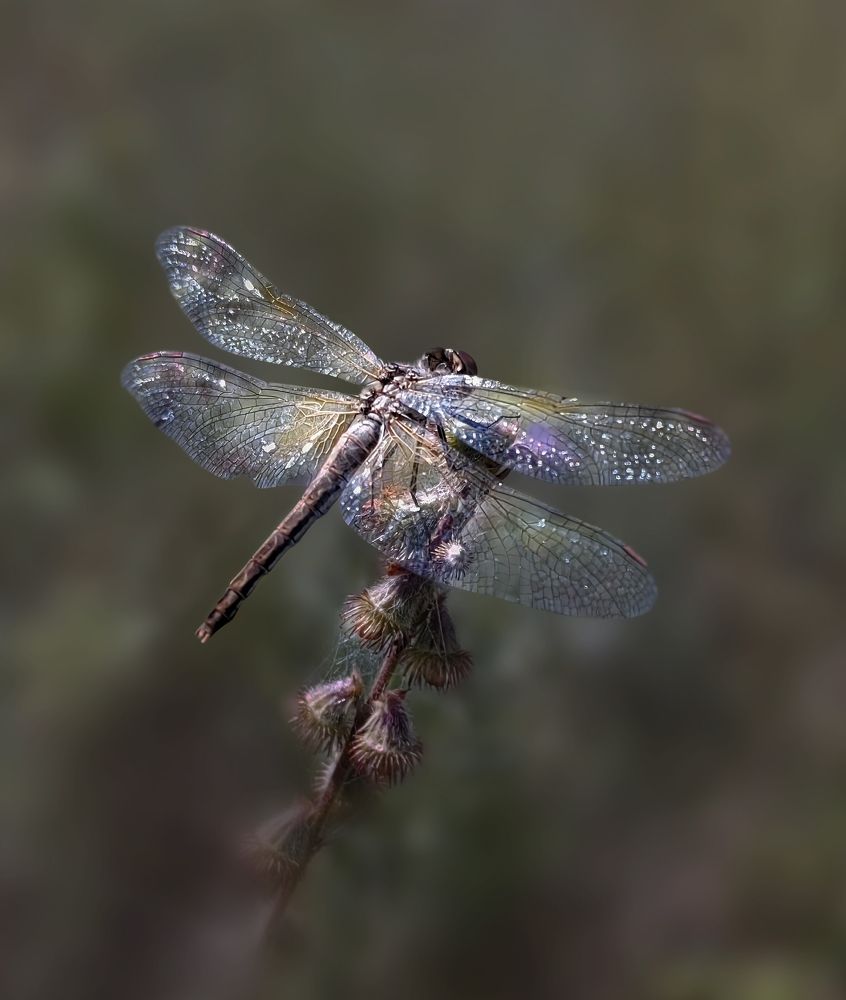 Photograph by Анастасия Семилетова