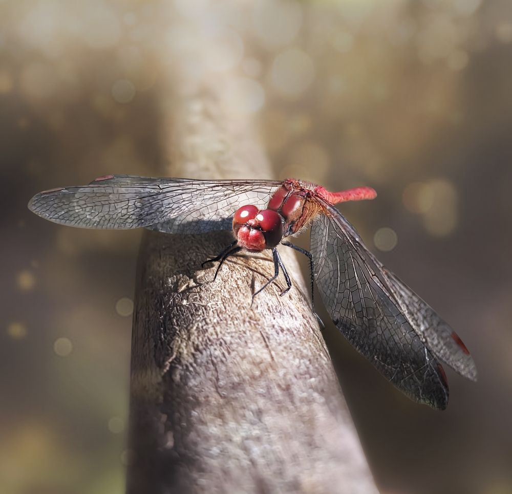 Photograph by Анастасия Семилетова