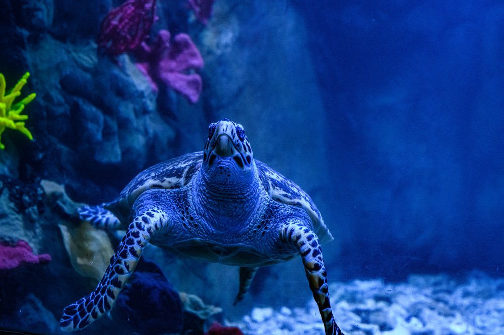 Photograph by Валерий Худынцев