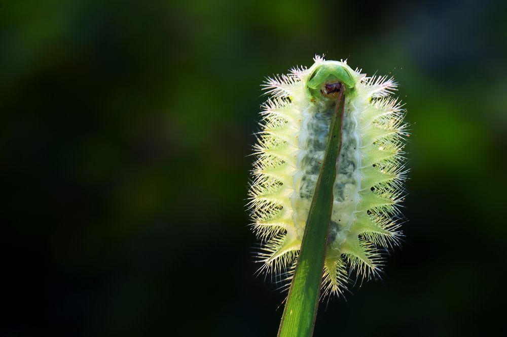 Photograph by Marcus Kam