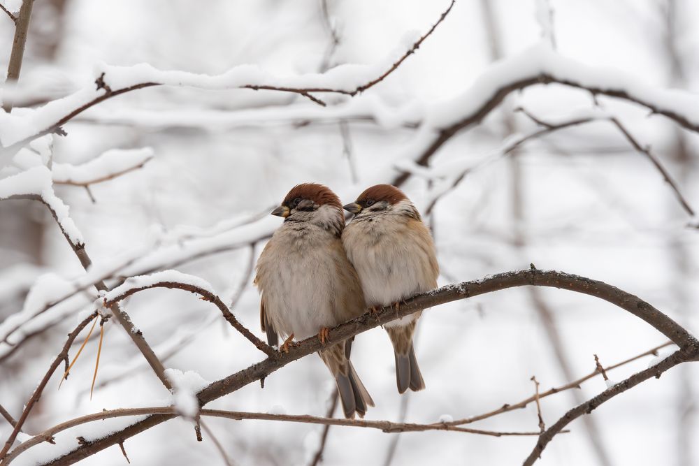 Photograph by Альварис Сукманюк