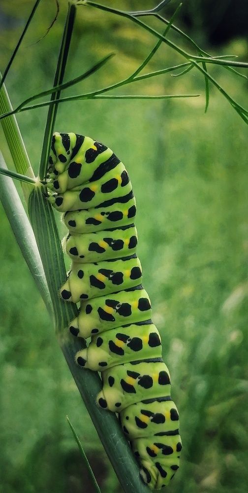 Фотография автора НАТАЛЬЯ СЕВЕР