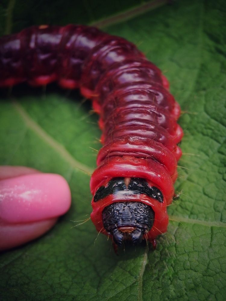 Фотография автора НАТАЛЬЯ СЕВЕР