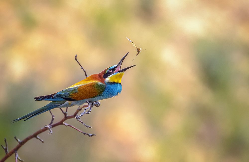 Фотография автора Анатолий Зверев