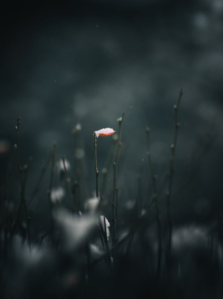 Photograph by Vera Trandina