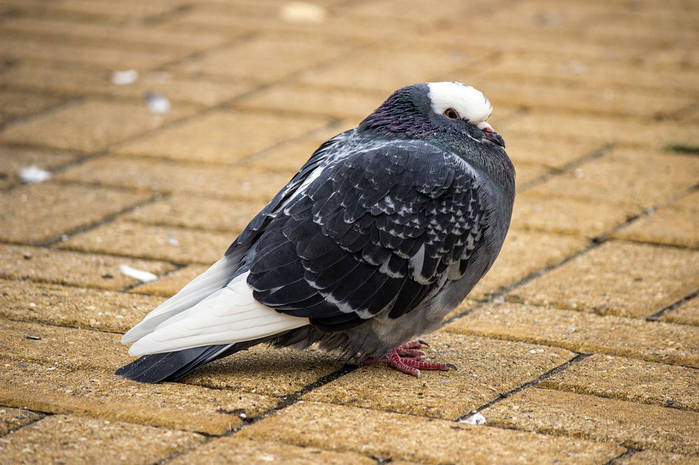 Photograph by Елена Беланенко