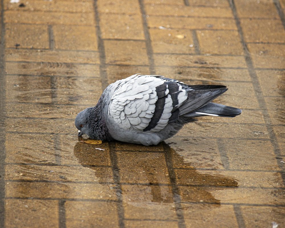 Photograph by Елена Беланенко