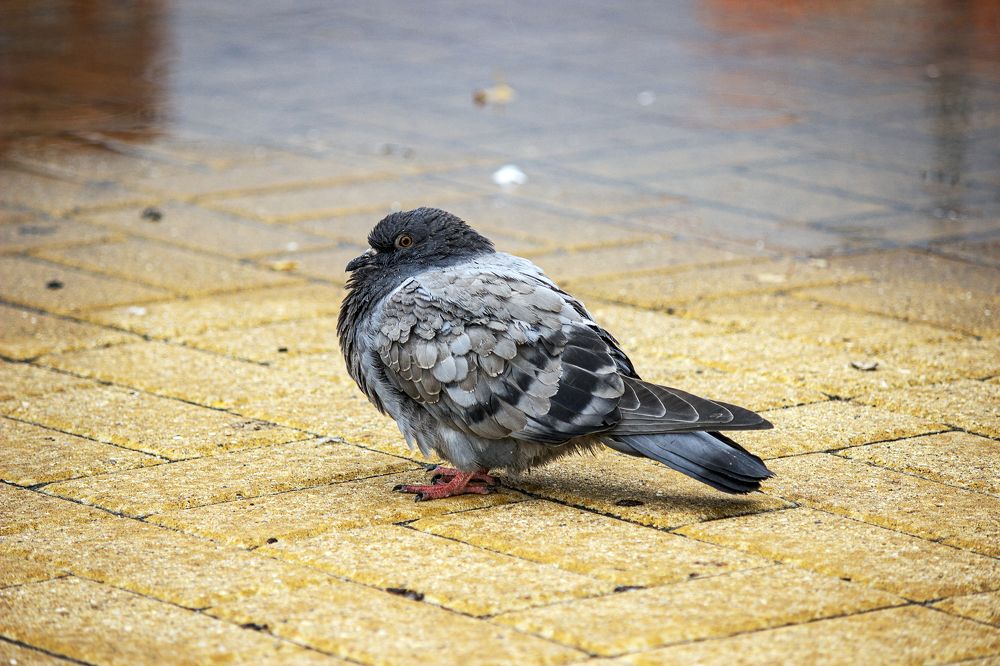 Photograph by Елена Беланенко