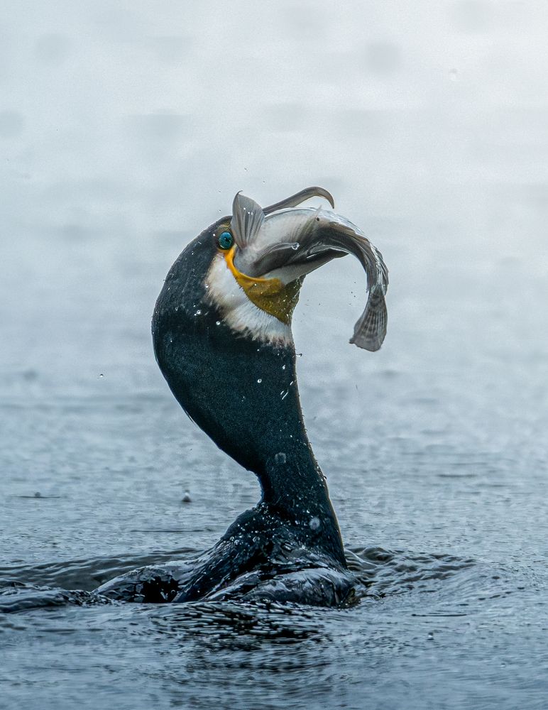 A Master of the dive