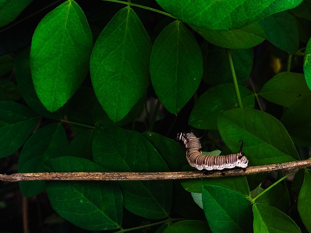 Photograph by Praveen