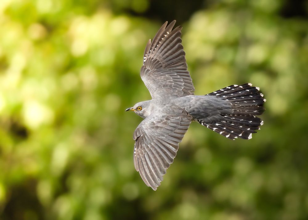 Photograph by Michael Gerhold