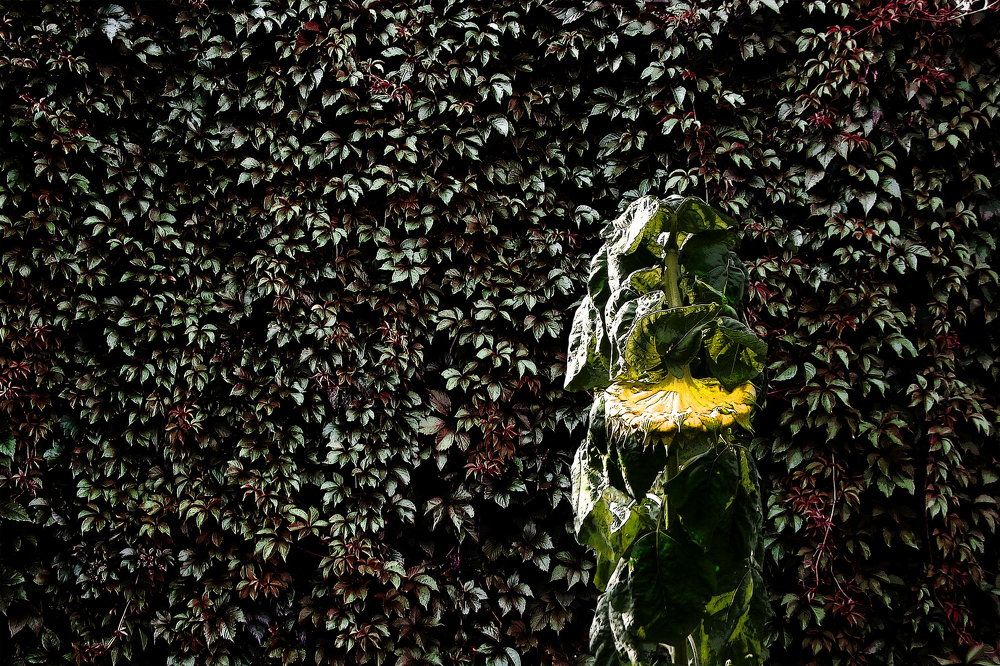 Чужой среди своих...