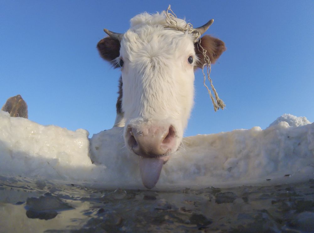 Фото с проруби