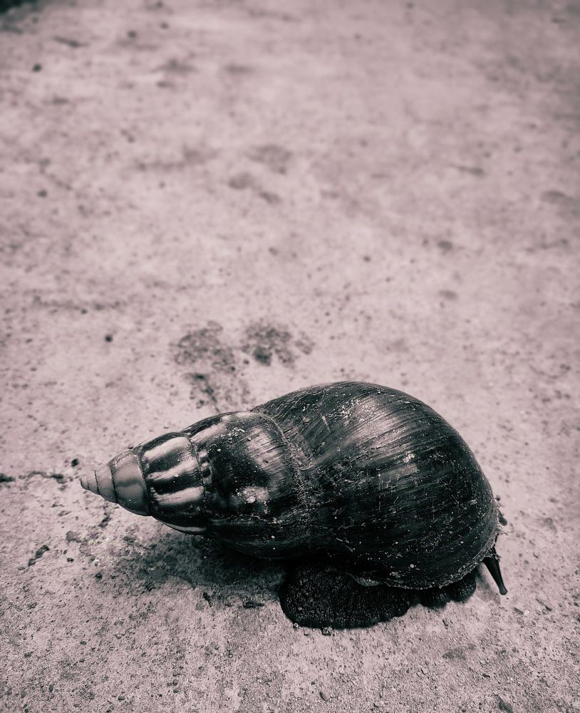 Фотография автора Debdutt Saha