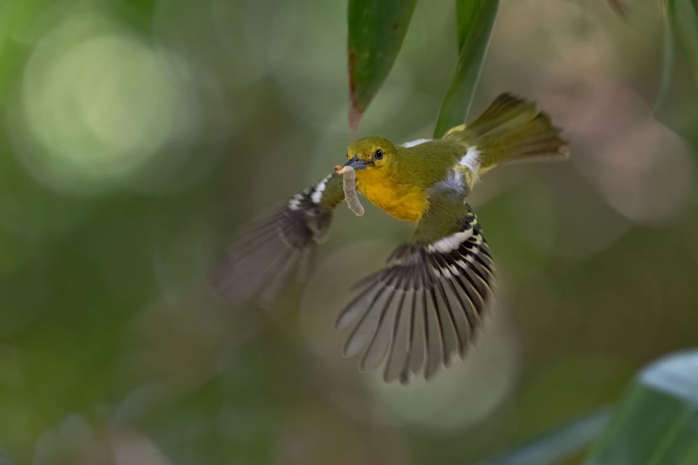 Photograph by Mofazzal Hoque Dewan