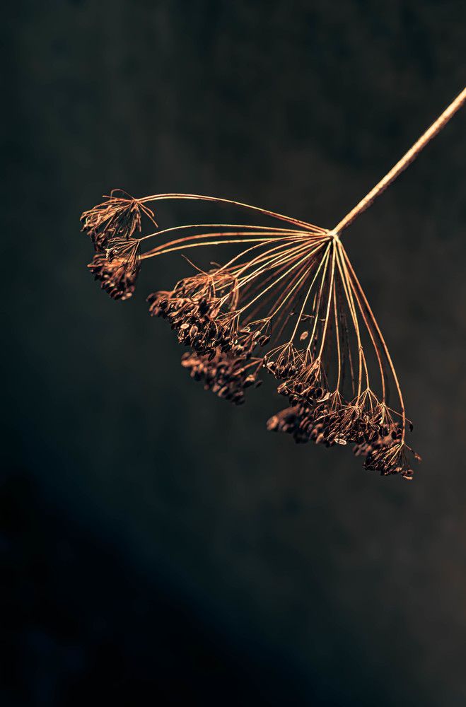 Фотография автора Оксана Вальянина