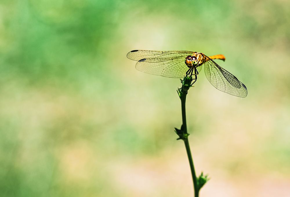 Photograph by Юлия Ковальчук