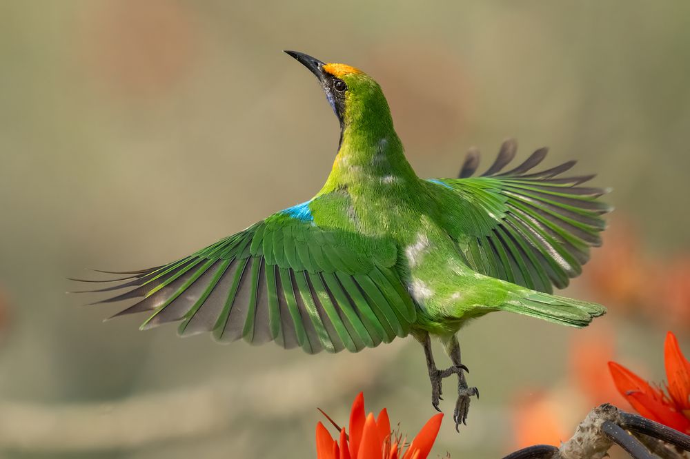 Photograph by Mofazzal Hoque Dewan