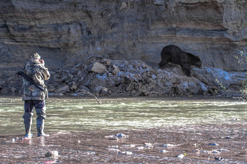 Медвежий папарацци.