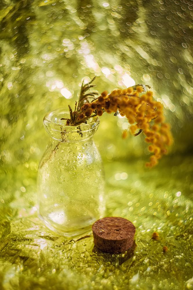 Фотография автора Ману Фалько