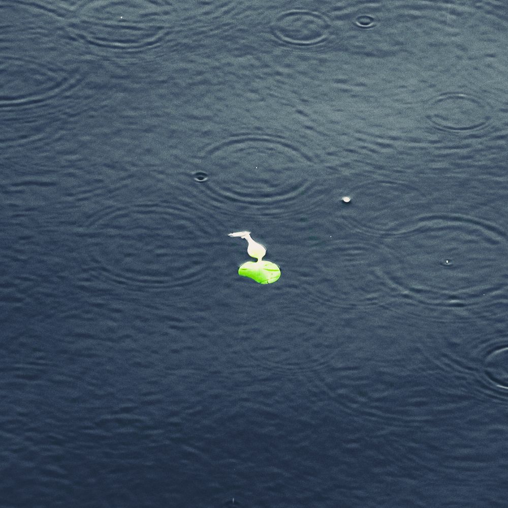 Фотография автора Debapriya Dasgupta