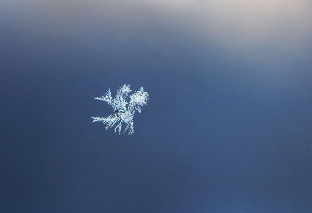 Ледяные "птицы"