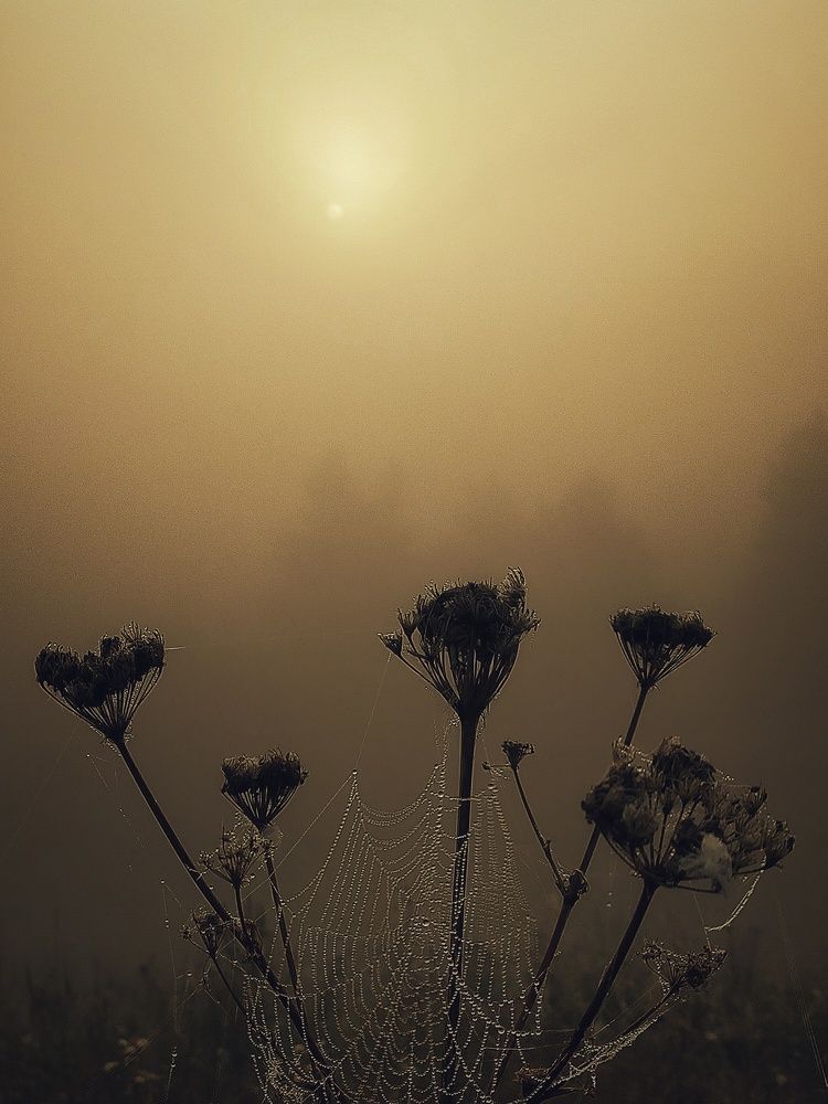 Photograph by Ольга Мартьянова