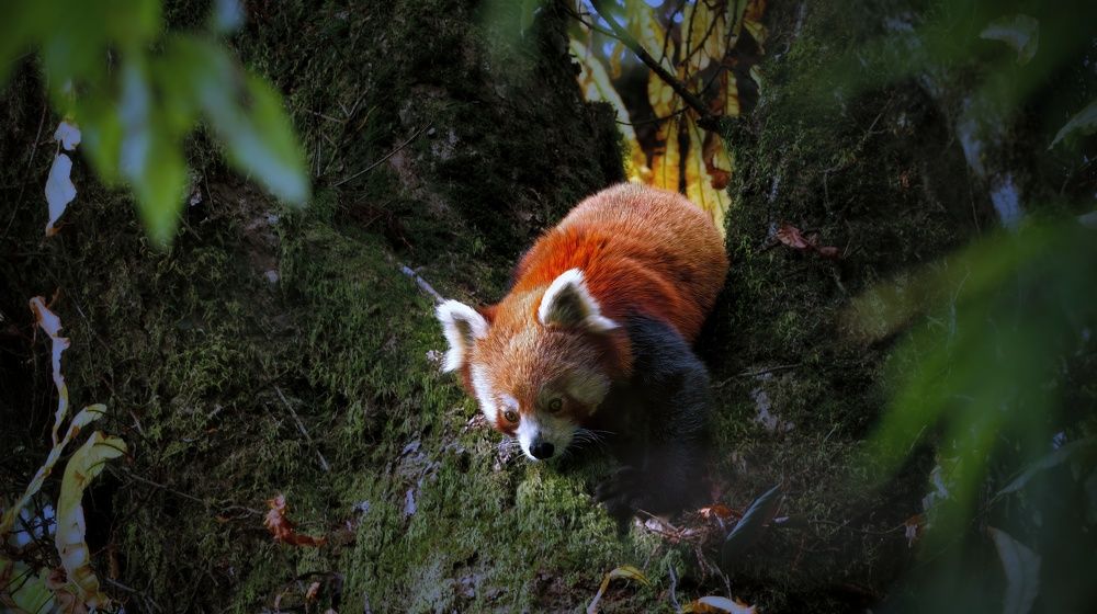 Red Panda