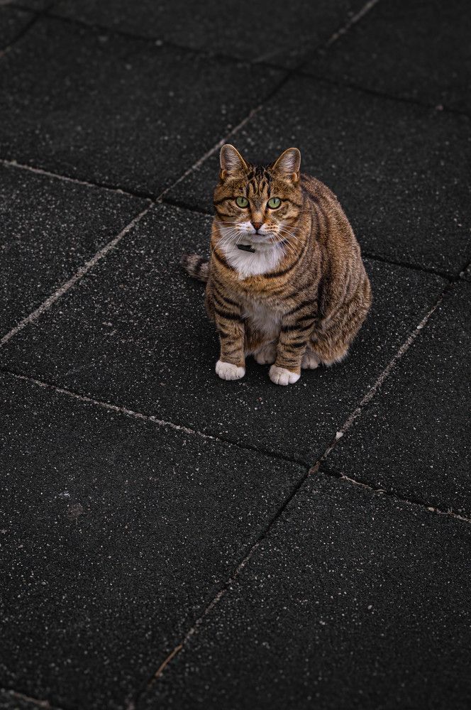 Фотография автора Оксана Вальянина