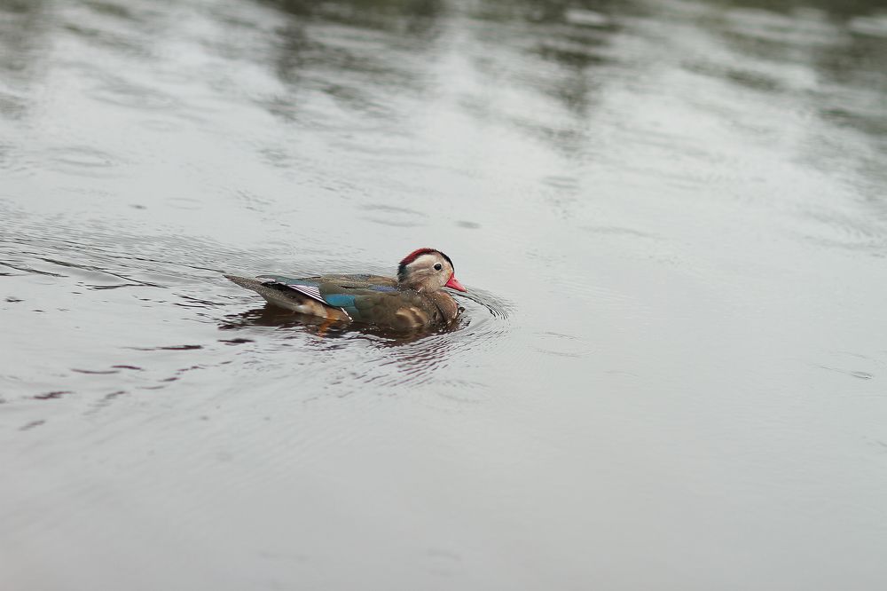 Photograph by Aleksey Maevskiy