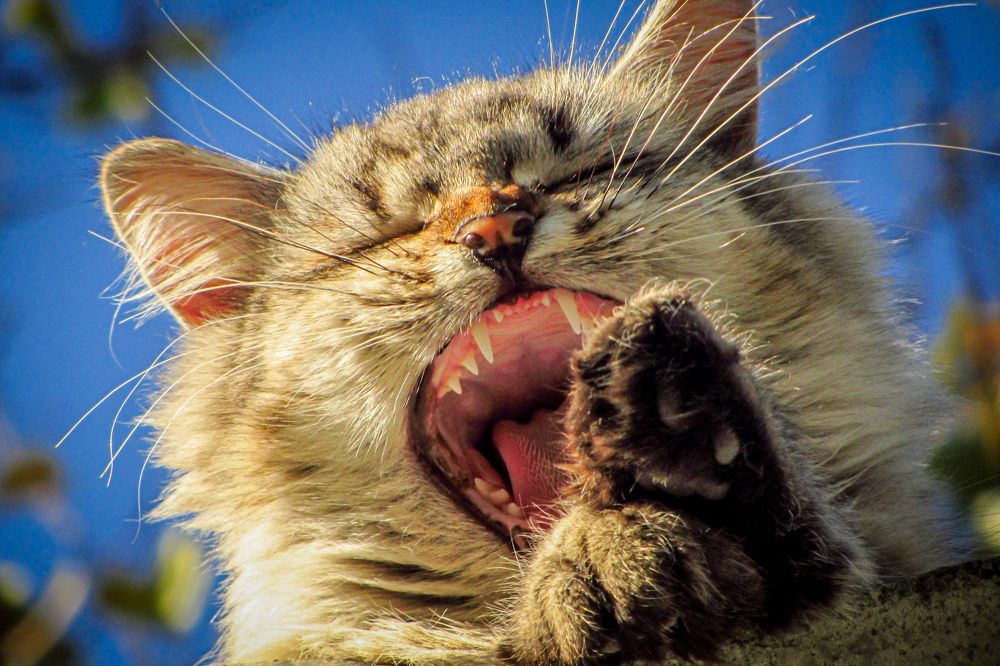 Photo #11358344